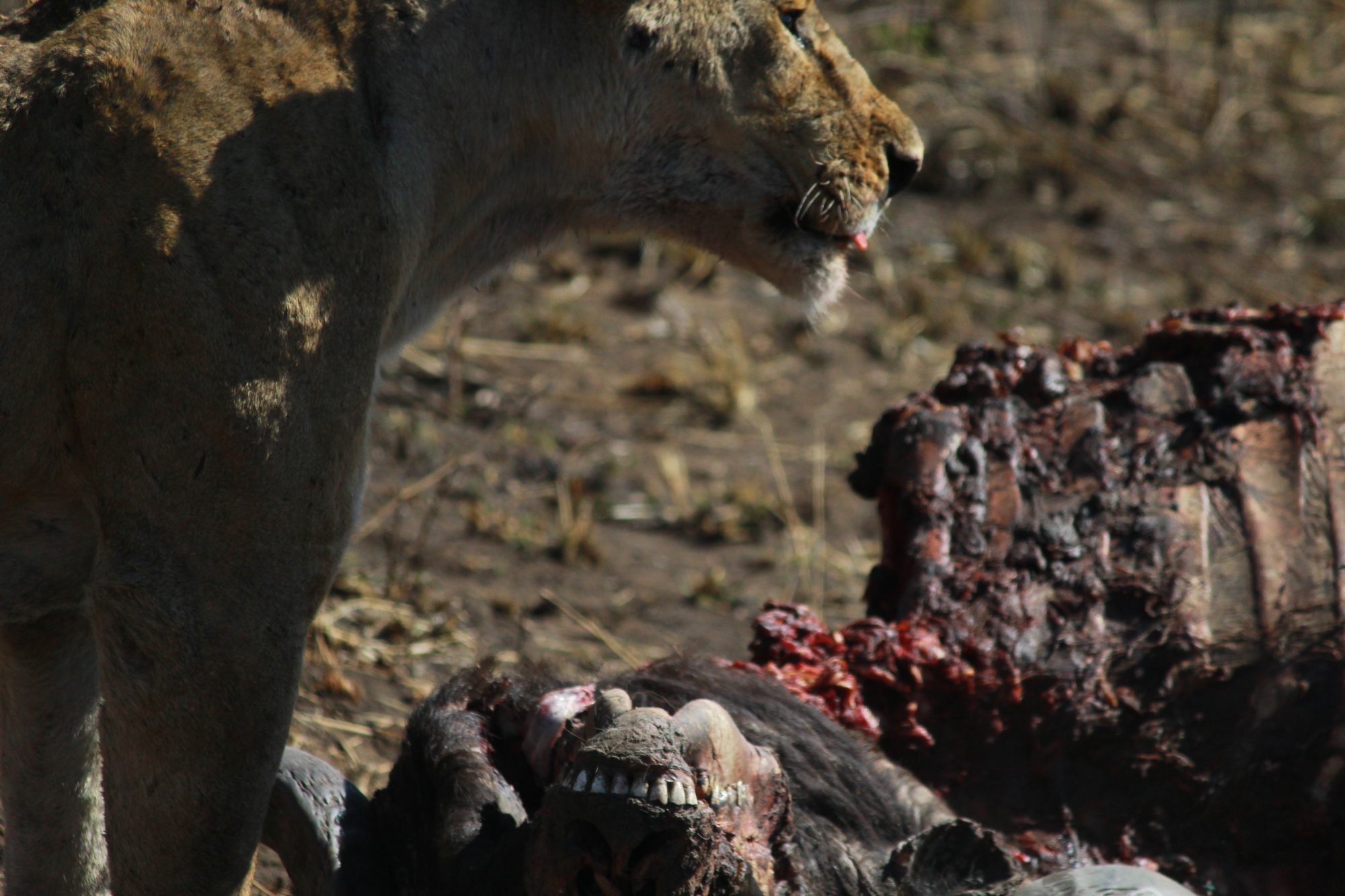 4-Day Northern Circuit Safari
