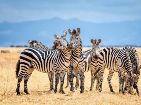 Serengeti National Park