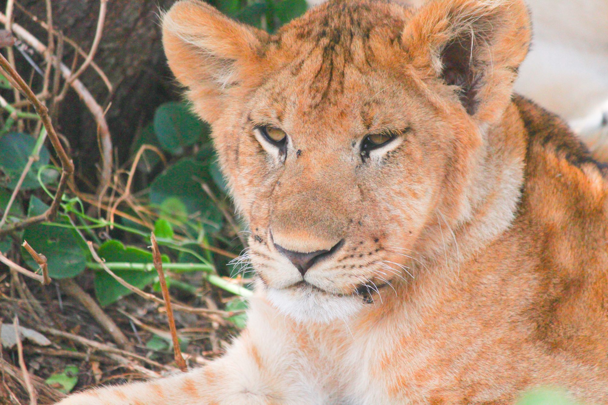 3-Day Tarangire & Ngorongoro Safari