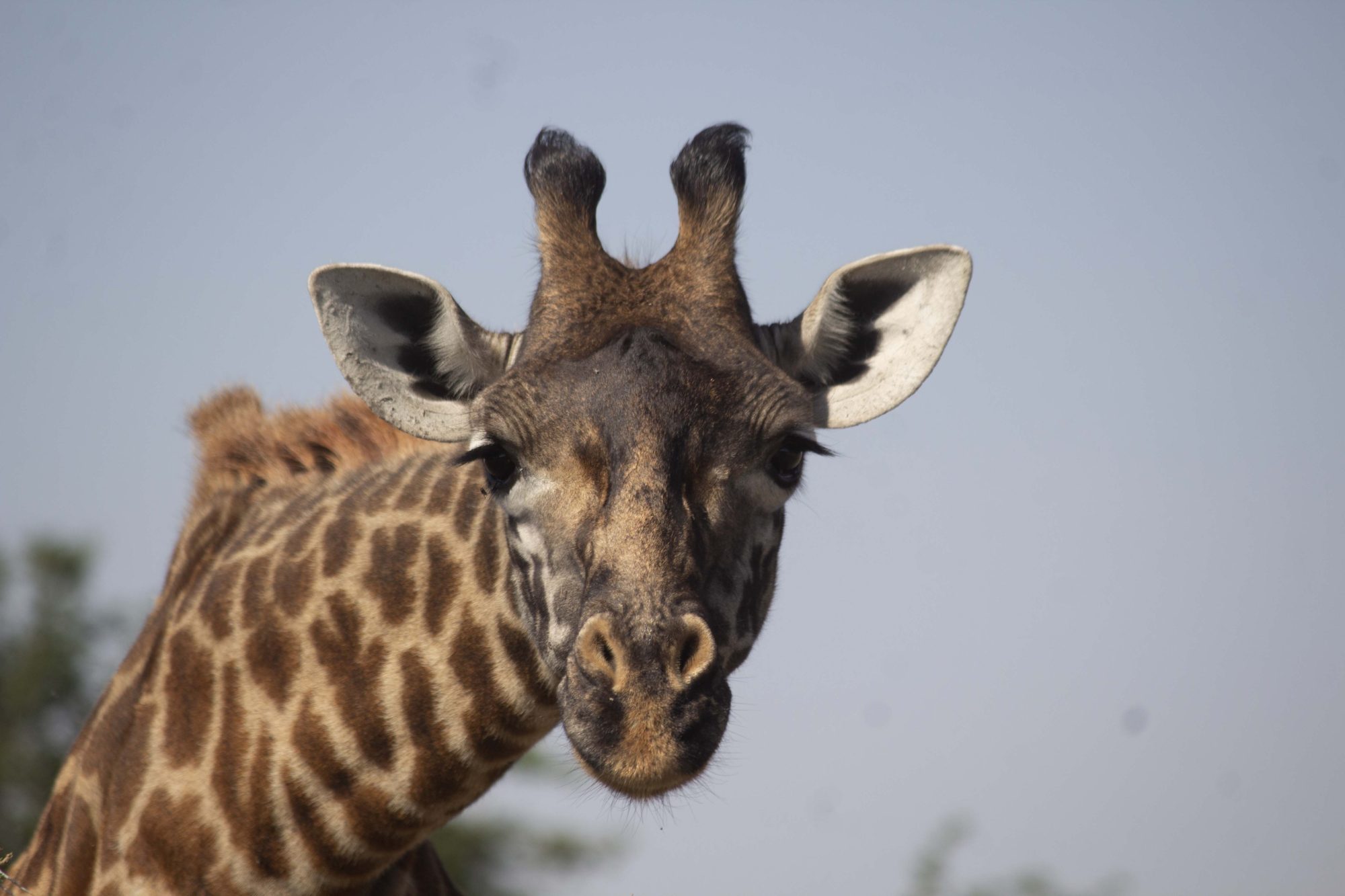 Arusha National Park Day Trip