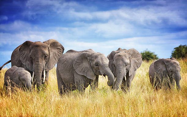 Tarangire National Park Day Trip
