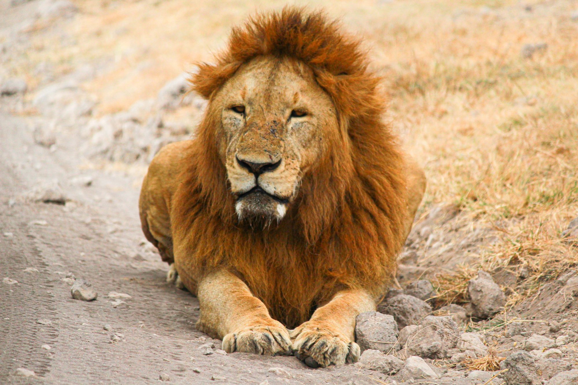 Ngorongoro Crater